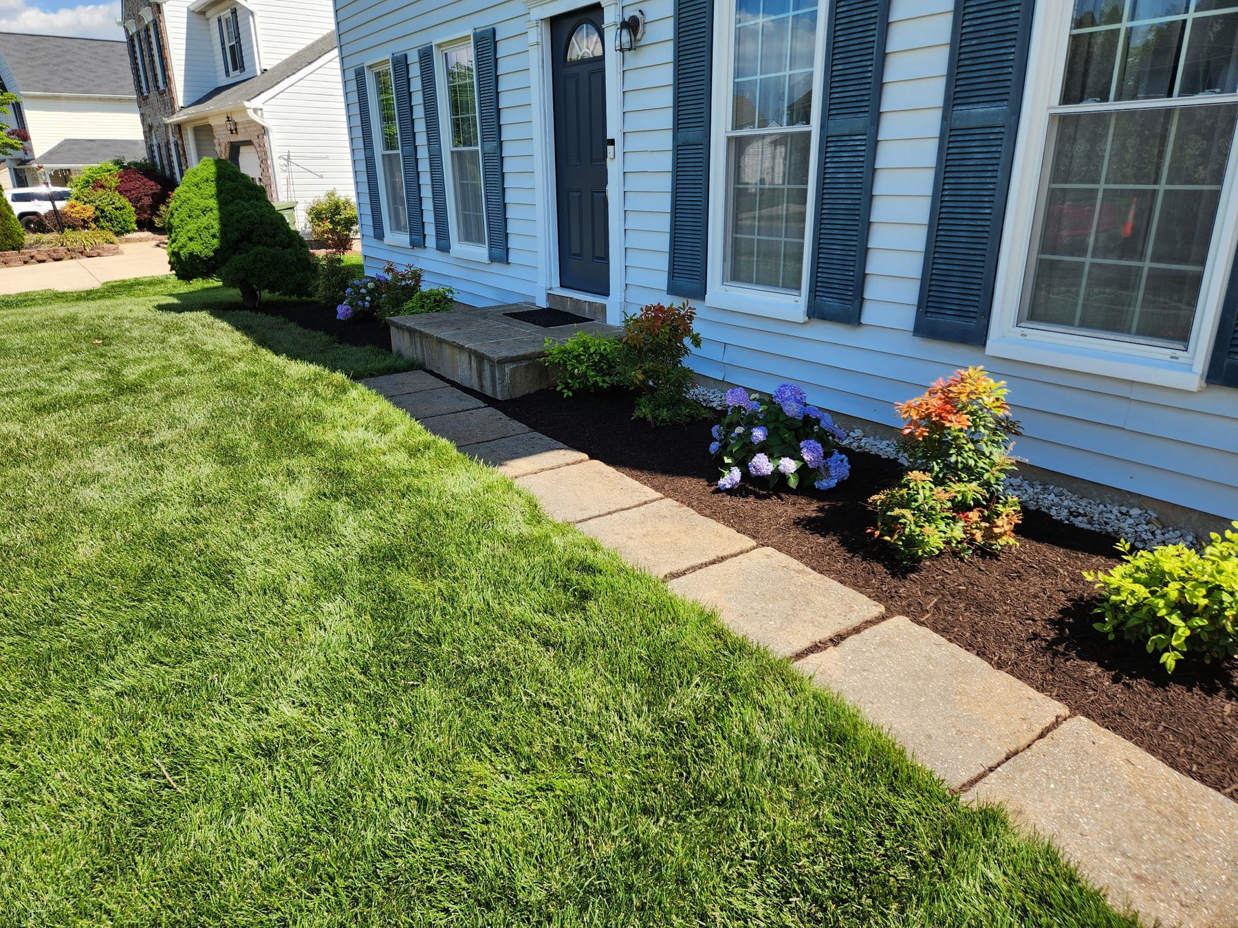A new foundation planting with hydrangeas in fresh mulch along a front walk