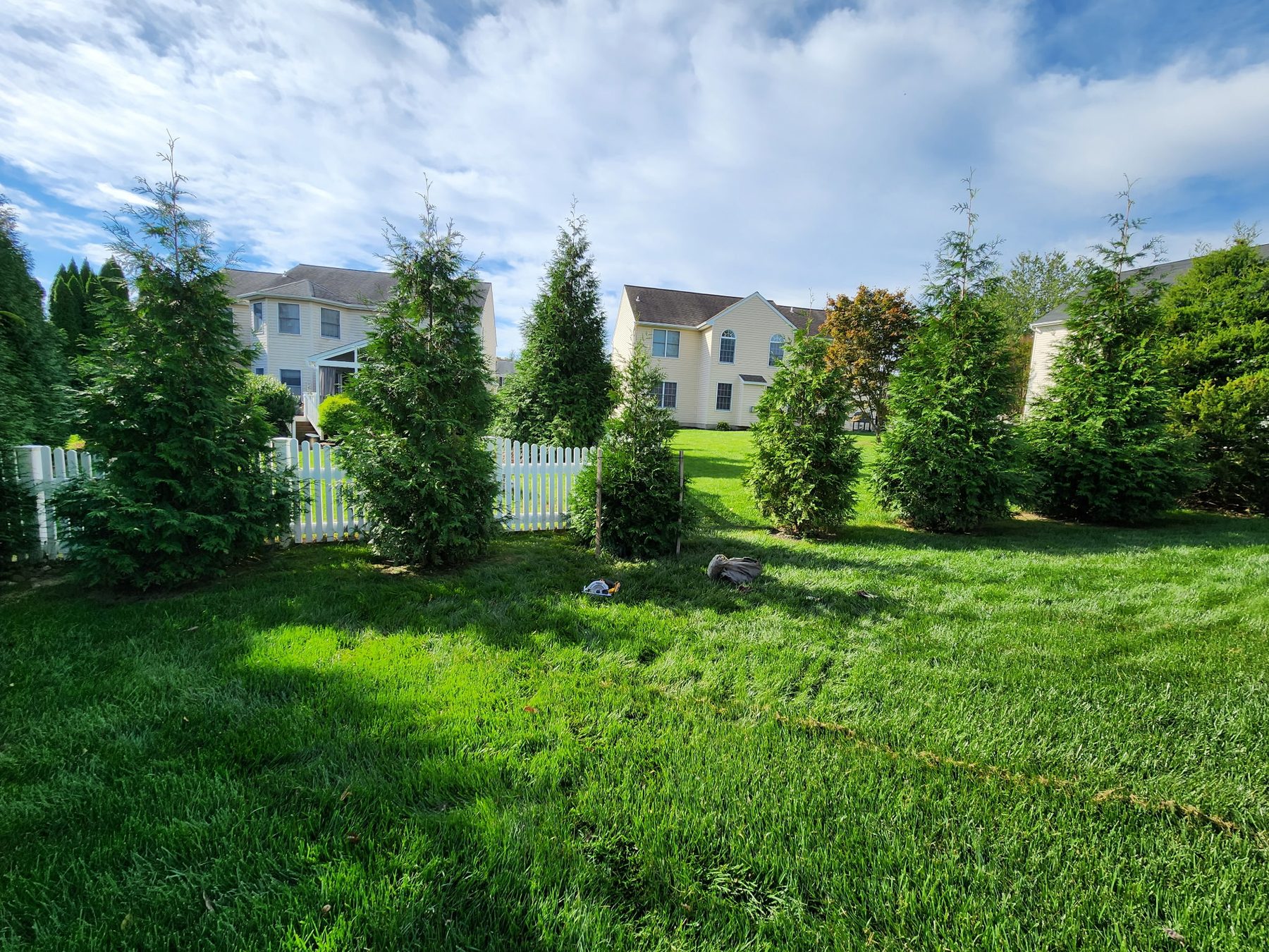 A new Green Giant arborvitae privacy screen along a white fence